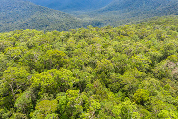 Aerial view of the Borneo rainforest.