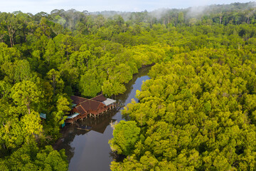 aerial view of mangrove forest at Sepilok Laut, Sabah Borneo, Malaysia.