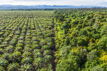 Fototapeta na wymiar Aerial view of palm oil plantation At Beaufort Sabah, Borneo. Aerial view