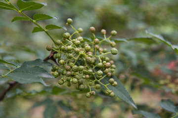 Sichuan pepper berries close up on the tree outdoor.Sichuan pepper is a spice in Chinese cuisine