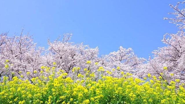 満開の桜と菜の花の風景