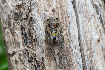 Small cicada ,Platypleura kaempferi on the tree. - obrazy, fototapety, plakaty