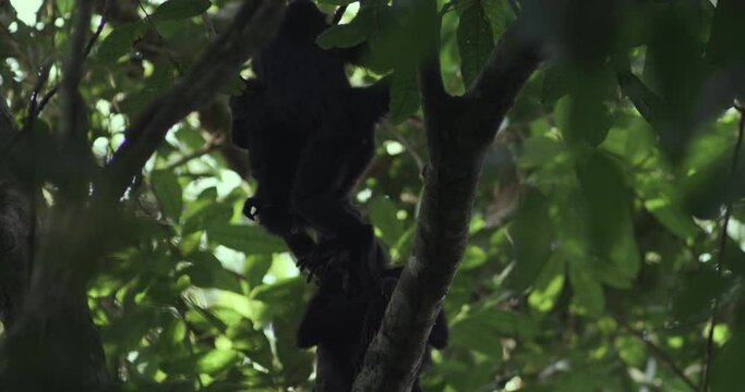 Nature's Marvels: Spider Monkey and Her Adorable Offspring in the Rainforest Canopy
