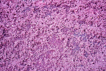 Textura de serragem de madeira. Lilás.
