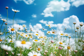A beautiful, sun-drenched spring summer meadow. Natural colorful panoramic landscape with many wild flowers of daisies against blue sky. A frame with soft selective focus