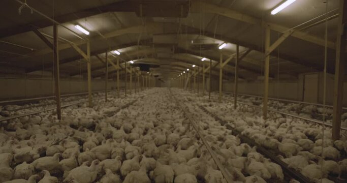 Industrial Chicken Factory Farm - United Kingdom