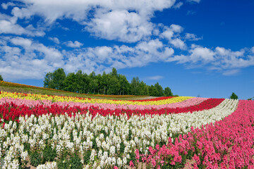 四季彩の丘の花畑