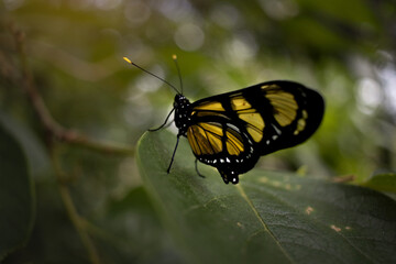 Borboleta