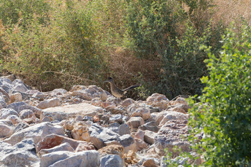 Roadrunner on rocks with bushes in background
