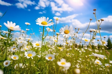 Fototapeta na wymiar A beautiful, sun-drenched spring summer meadow. Natural colorful panoramic landscape with many wild flowers of daisies against blue sky. A frame with soft selective focus