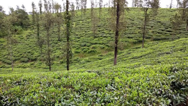 Coorg, Karnataka, India-August 23 2022; A Pleasant view of the Lush green Coffee crop plantation of Arabica and Robusta variety in the Hill station of Coorg district in Karnataka, India.
