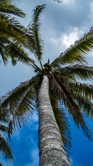 coconut tree tulum