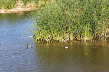 Ducks in the water