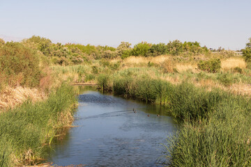 grass and water