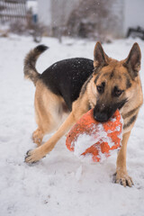german shepherd dog playing in snow