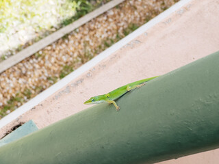 Green lizard hide on a green post