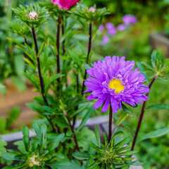 Asters in the garden close-up. Aster flower Amelius. Bright stars on a flower bed in the park. Selective focus.