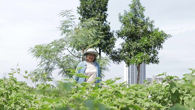 Asian elderly woman planting vegetables on the rooftop, doing organic farming, walking in the vegetable field, looking at the produce. Concept of modern agriculture.