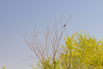 Bird perched on tree in the sky