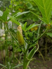okra plant, photo of okra plant, ladybug on the plant