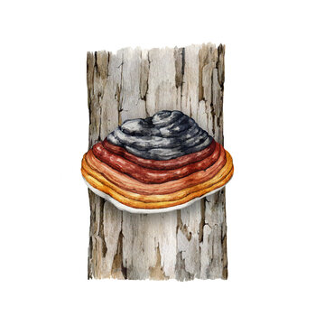 Black hoof mushroom on a tree trunk watercolor illustration. Phellinus linteus fungus painted image. Medicinal tree mushroom. Black hoof fungus growing on a tree trunk. White background