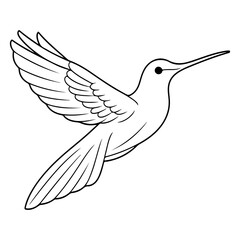 Fototapeta premium Hummingbird Illustration. Hummingbird Line Sketch