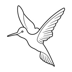 Hummingbird Illustration. Hummingbird Line Sketch
