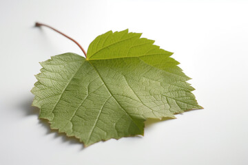 leaved on white background