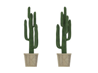 cactus in a pot isolated on white