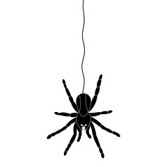 Halloween Black Spider hanging doodle.