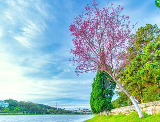 Cherry tree bloom along the road side in the sunny spring morning in Da Lat, Vietnam