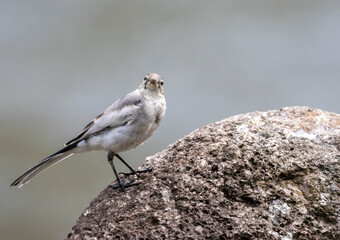 wagtail on a round boulder in Tokyo, Japan