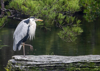 Grey heron perched on a flat rock in water in a Japanese garden