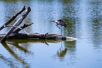 itchy heron