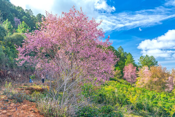 Morning view on the hillside with cherry apricot trees in bloom to welcome the peaceful spring in Da Lat, Vietnam