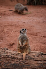 La tierna mirada de la Suricata en la inmensidad de la naturaleza.