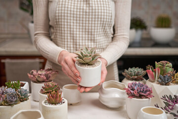 Woman holding Echeveria Succulent house plant in a pot