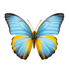 Obraz na płótnie Canvas Very beautiful light blue yellow butterfly with spread wings isolated on a transparent background.