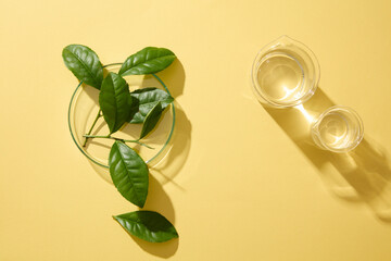 Against the beige background, fresh green tea leaves decorated on petri dish with beakers containing transparent liquid. Top view, flat lay, blank space to place your product with green tea ingredient