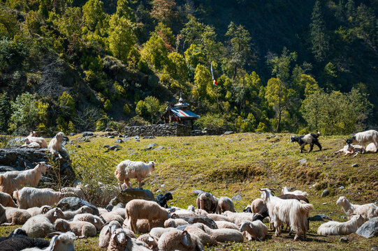 A flock of sheep on a meadow. Scenic view on trail of Himalayan trk Dev Kyara, Uttarkashi Region, Pithoragadh. 
