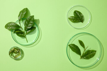 Fresh green tea leaves placed inside some petri dishes with an empty space. Studies suggest that...