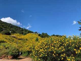 Thung Bua Tong is glowing yellow.