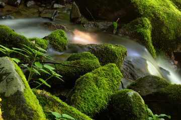 lush greens in leafy plants and a slippery moss that forms a thick carpet layer on large stones inside of a river bed that is reduced to a fast moving stream of fresh water from spring ice melt