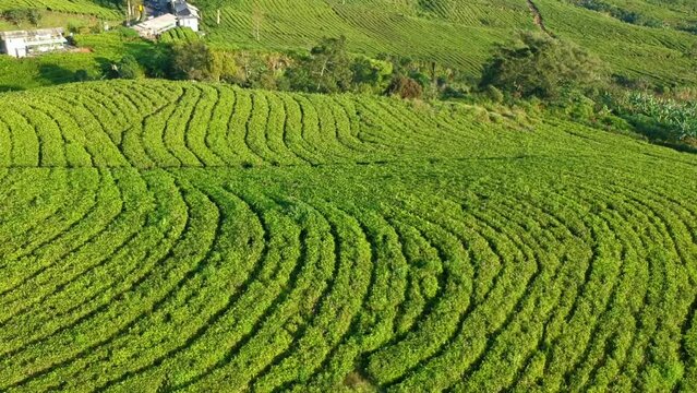 Aerial view of fresh green tea terrace farm on the hill at Bandung west java drone camera moving close to the tea plantation with mountain landscape