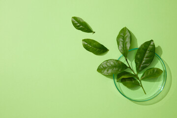 Several fresh green tea leaves placed on a round glass petri dish. Light green background. Empty area in the left side for text or product advertising of Green tea (Camellia sinensis) extract