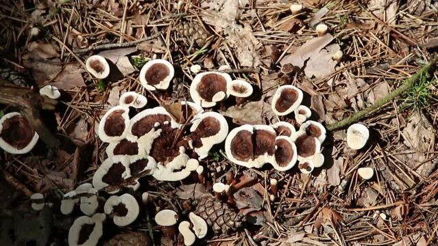 Hydnellum peckii, wild mushroom in a forest, nature background
