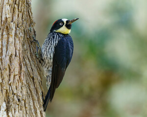 Melanerpes formicivorus