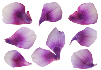 Purple petals. Floral elements. Colorful flower petals.