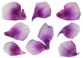 Purple petals. Floral elements. Colorful flower petals.