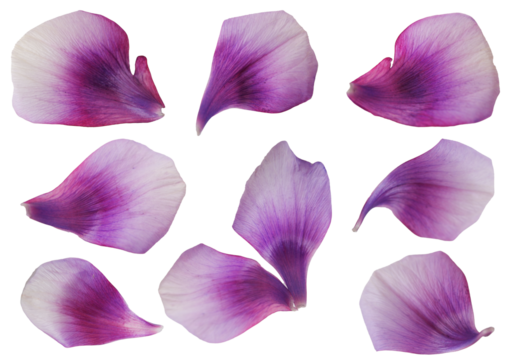 Purple petals. Floral elements. Colorful flower petals.